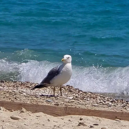 Vmg Thassos Limenaria (Thasos)